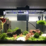 How to Set Up Betta Fish Tank Reddit