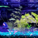 How to Set Up Betta Fish Water