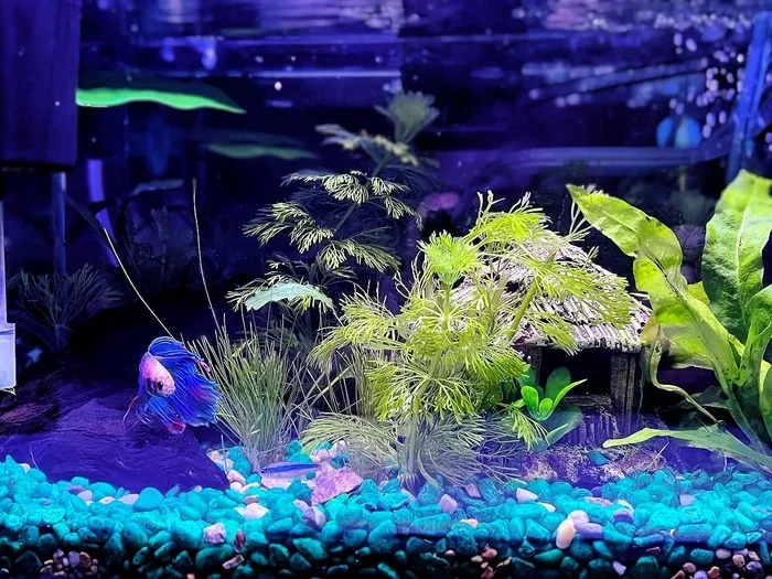 How to Set Up Betta Fish Water
