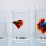 Do Betta Fish Grow in Size