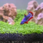 Should Betta Fish Have Sand or Gravel Substrate