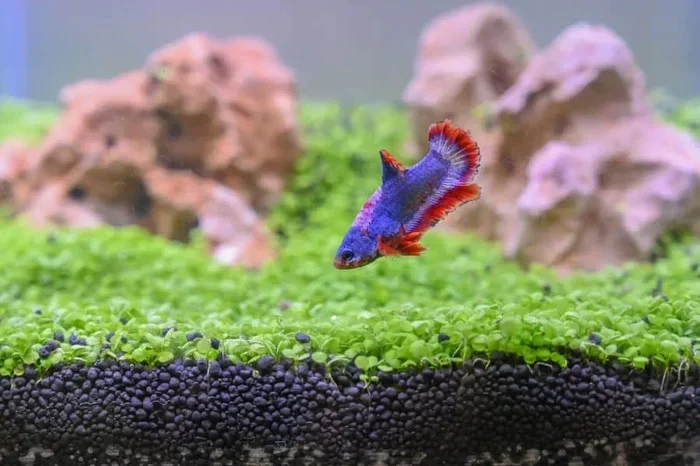 Should Betta Fish Have Sand or Gravel Substrate