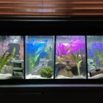 How to Swap Out a Betta Fish Tank