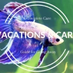 How to Care for Your Betta Fish While on Vacation