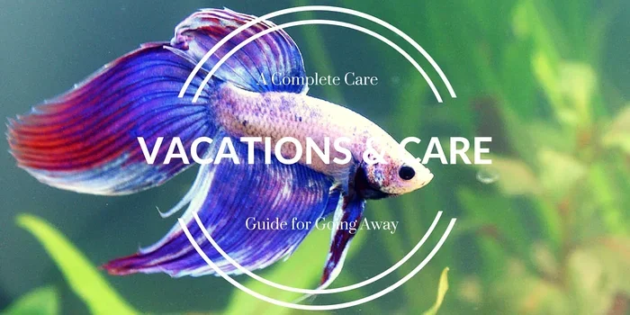 How to Care for Your Betta Fish While on Vacation