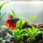 How Much Water Should Be in a Betta Fish Tank