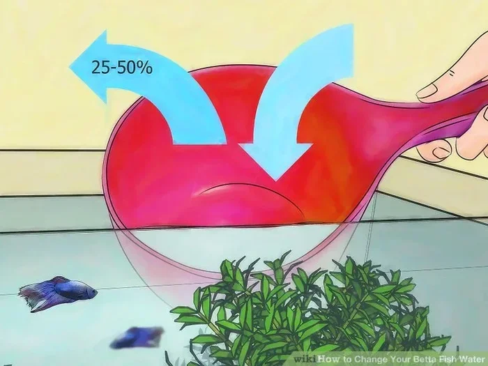 How Often Should You Change Water in Betta Fish Tank
