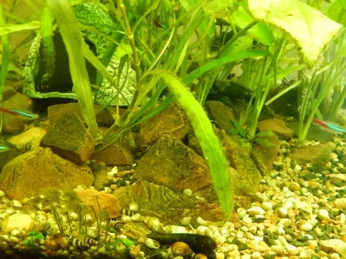 Is Algae Bad for Betta Fish What Owners Need to Know