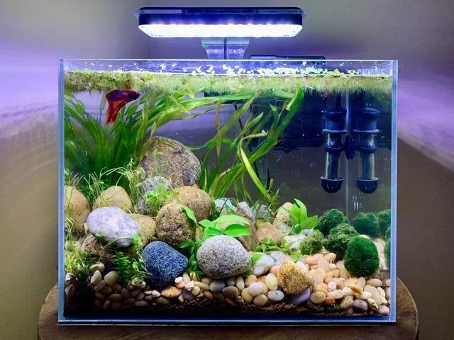 Can You Put Rocks In A Betta Fish Tank What You Need To Know