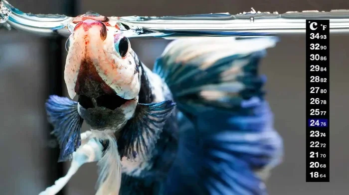 How to Tell If Betta Fish Is Temperature Shocked