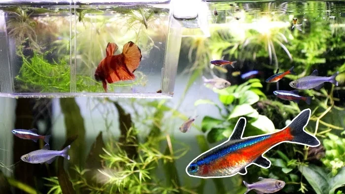 Can You Put Betta Fish With Tetras Complete Compatibility Details