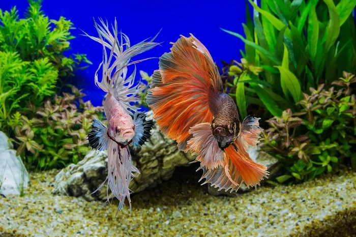 Do Betta Fish Live Together Safely In One Tank