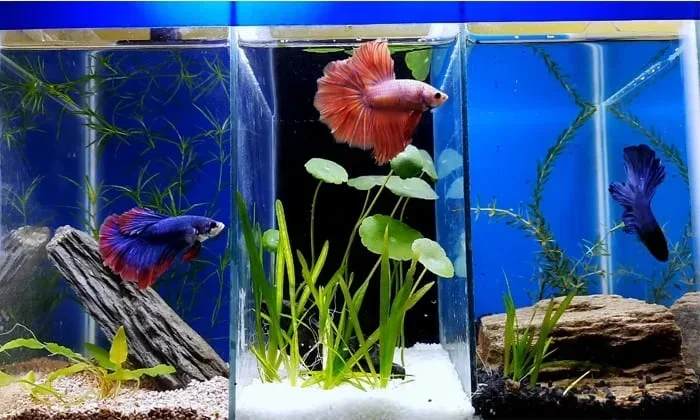 Can You Put Betta Fish With Other Betta Fish Together