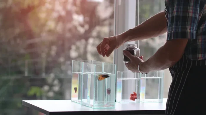 How to Train Betta Fish in Tamil