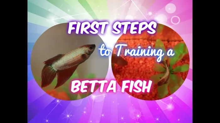 How to Train Your Betta Fish Tricks