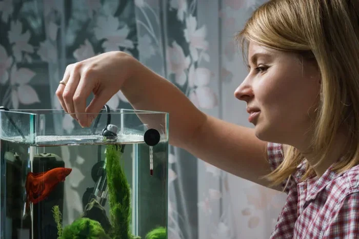 How to Trian a Betta Fish