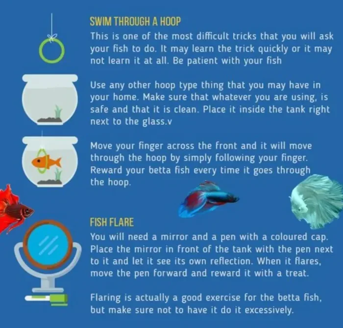How Can I Train My Betta Fish