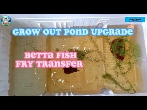 How to Transfer Your Betta Fish