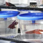 How to Move a Betta Fish Without a Net