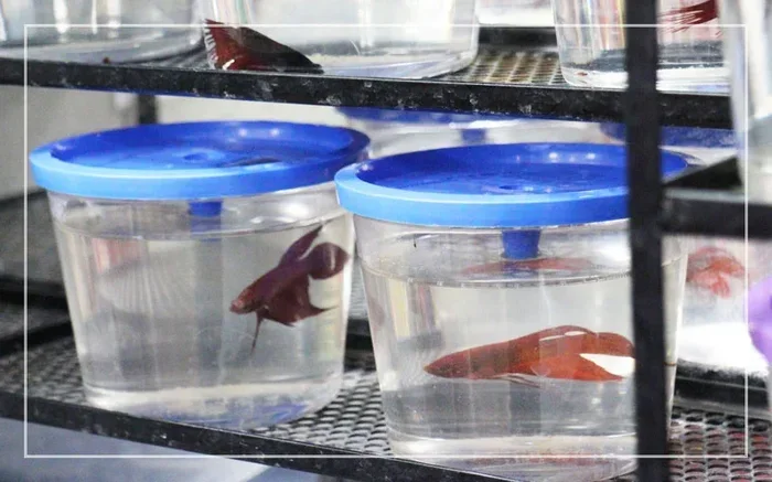 How to Move a Betta Fish Without a Net