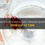 How to Move a Betta into Fish Bowl