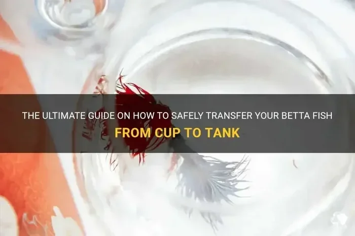 How to Move a Betta into Fish Bowl