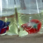 How to Send a Betta Fish
