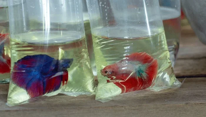 How to Send a Betta Fish