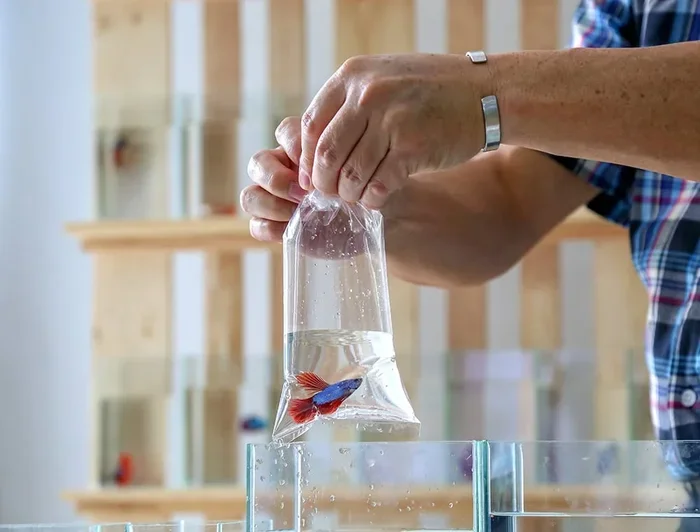 How to Transport Your Betta Fish