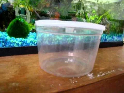 How to Move a Betta Fish Cross Country