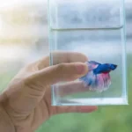 How to Travel with Your Betta Fish