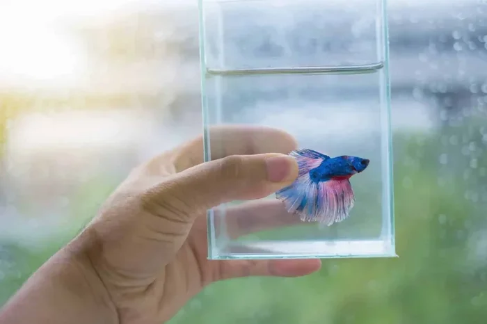 How to Travel with Your Betta Fish