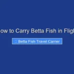 How to Carry Betta Fish in Flight