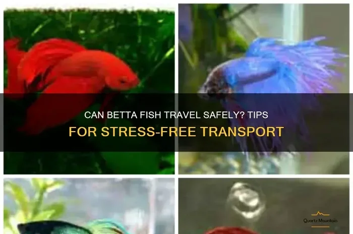 How to Travel with Betta Fish