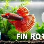 How to Remove Bacteria from Betta Fish