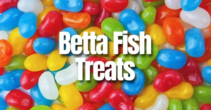 How to Make Betta Fish Treats