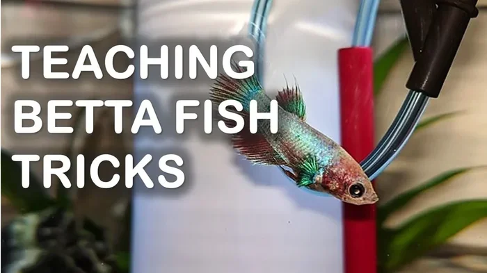 How to Teach a Male Betta Fish Tricks