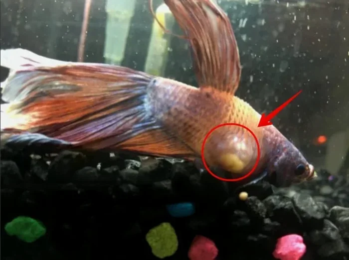 What Can Cure a Betta Fish Tumor
