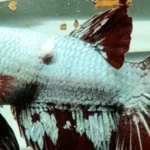 How to Treat a Tumor in Betta Fish