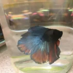 Should I Leave Fish Tank Uncovered for Betta