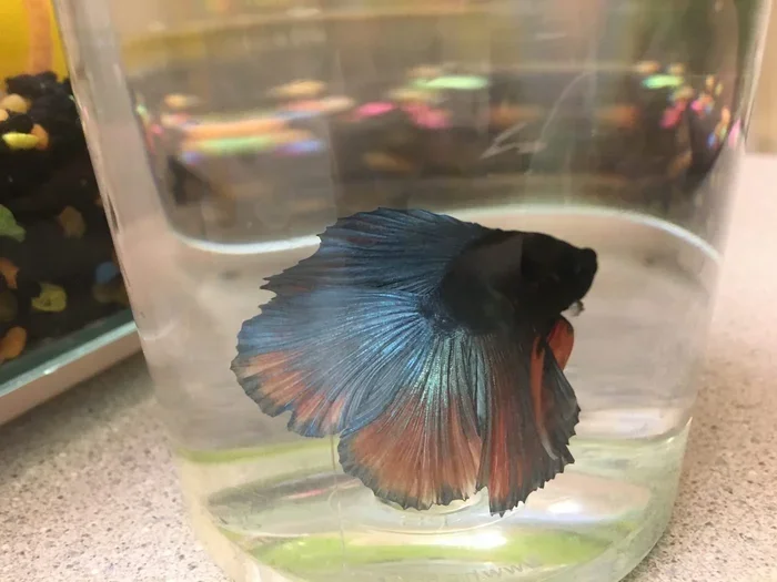 Should I Leave Fish Tank Uncovered for Betta