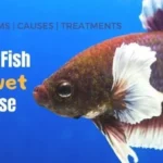 How to Treat Betta Fish Velvet