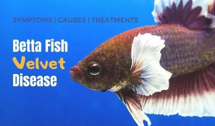 How to Treat Betta Fish Velvet