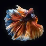 Do Betta Fish Grow Their Tails Back