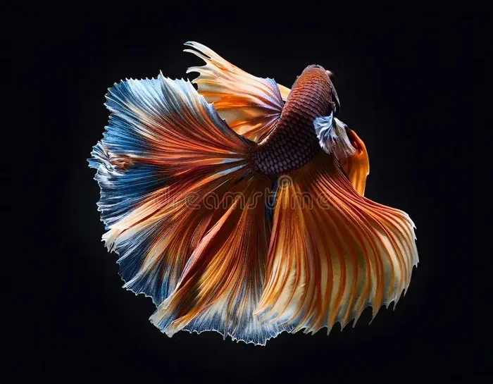 Do Betta Fish Grow Their Tails Back