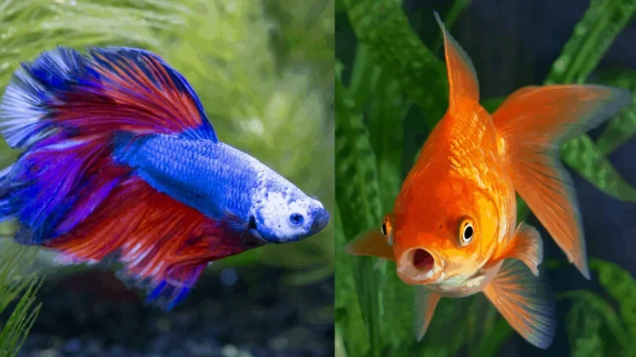 Do Betta Fish Live Longer Than Goldfish Find Out Here