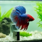 How Warm of Water Do Betta Fish Need