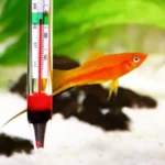 Is 76 a Gppd Tempature for a Betta Fish