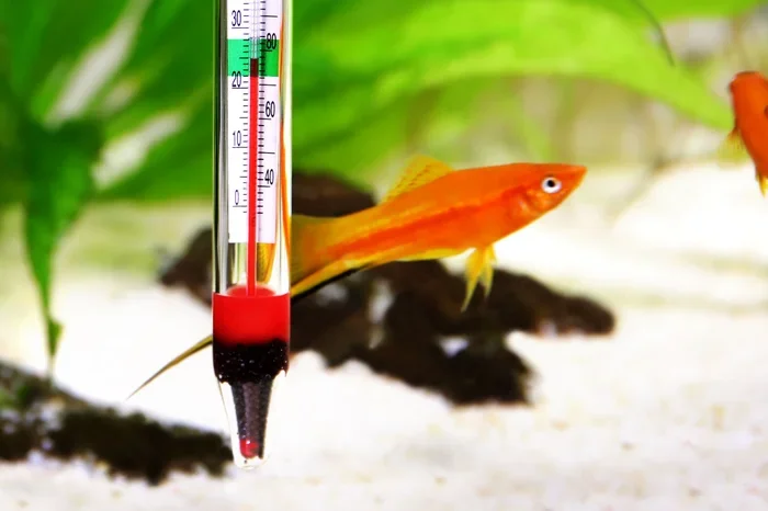 Is 76 a Gppd Tempature for a Betta Fish