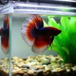 How Warm Should the Water Be for Betta Fish